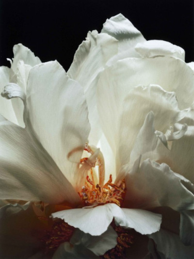 Fleurs Juin – Achille Laplante-Le Brun