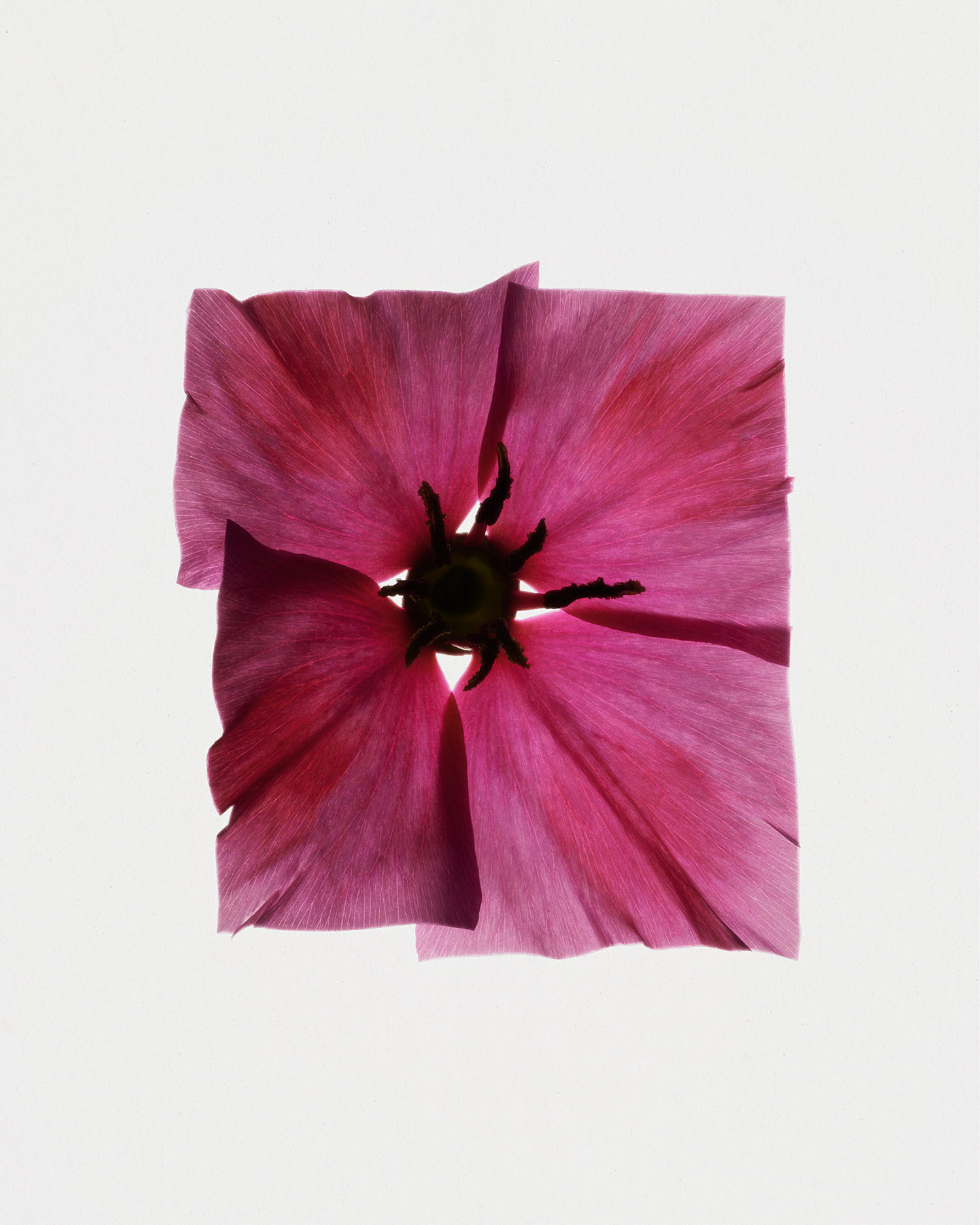 Fleurs Kraft - Myriam Bonaglia